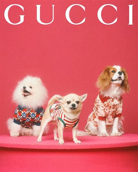 gucci pet limited edition 2014|gucci limited edition lipstick.